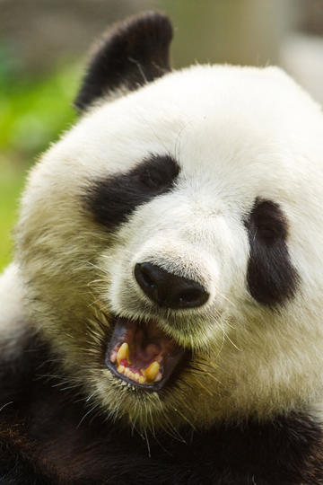 蛇在中国传统文化中是一个什么样的形象？